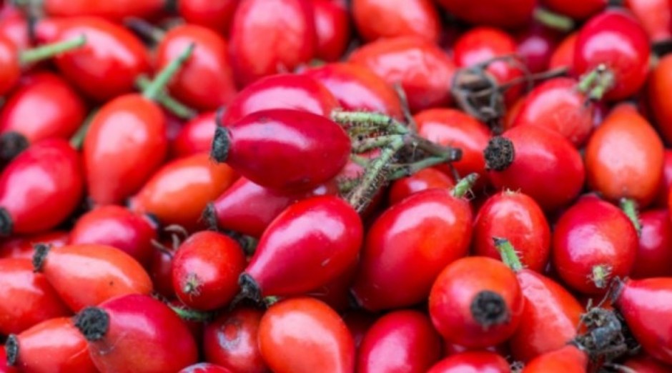 Neko vidi trnje, a on dobru zaradu - Biljka se lako uzgaja, za nju dobro plaćaju i u Evropi
